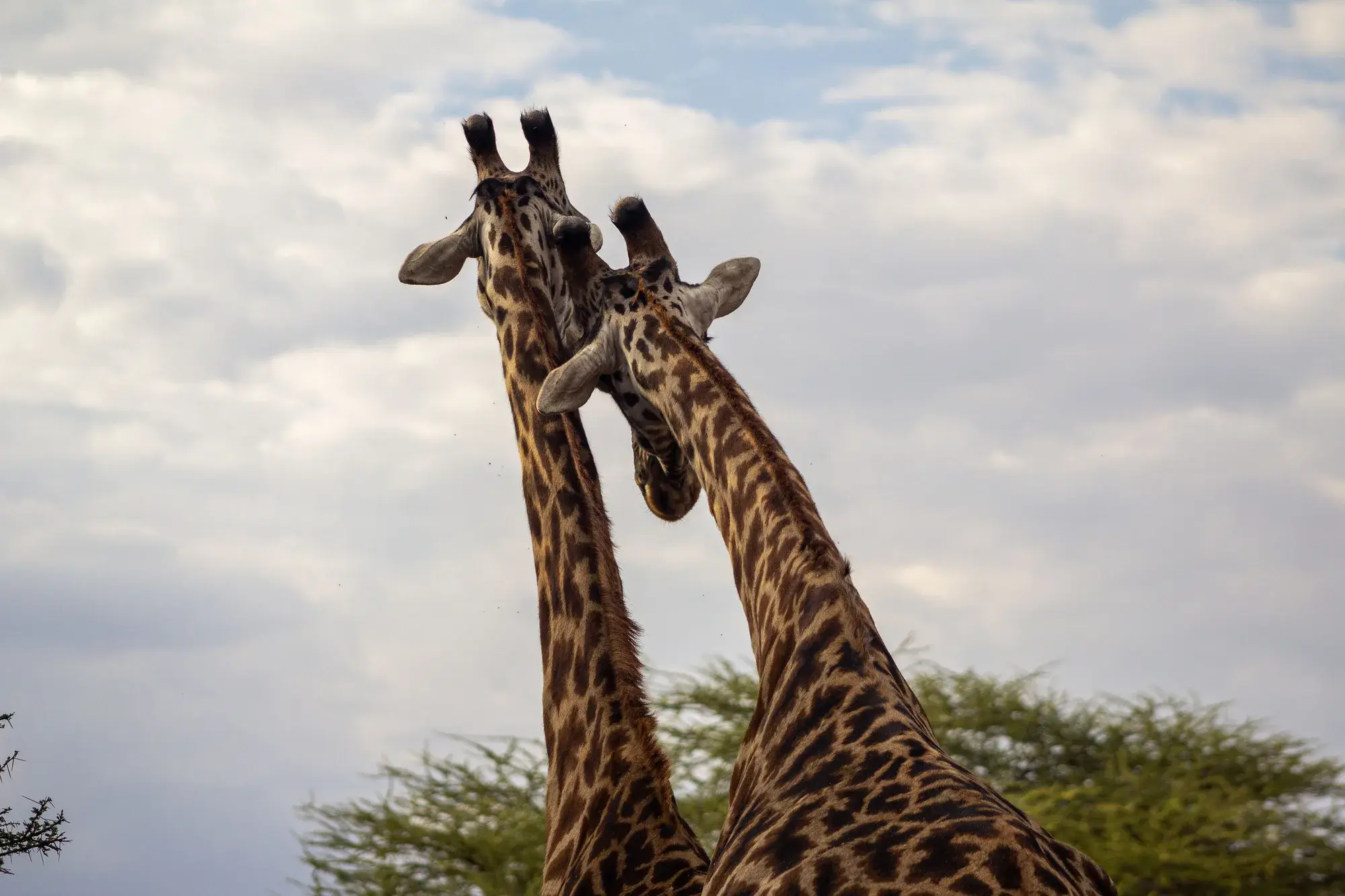 Viajeros de Toque & Toque recorriendo África